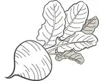 Beet Root