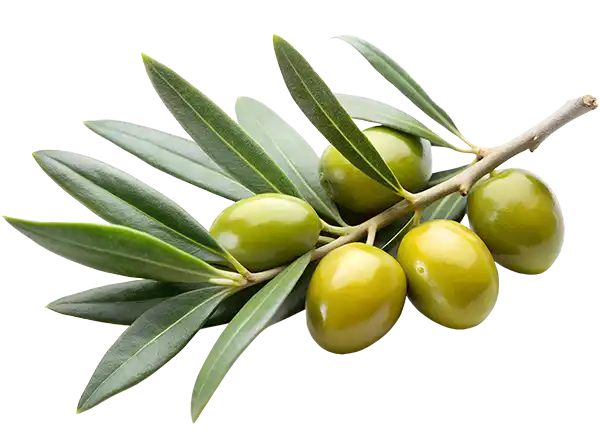 Olive branch with leaves and green olives