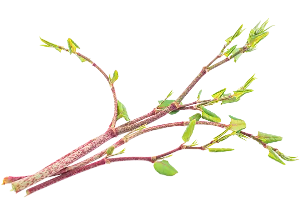 Bundle of Giant Japanese Knotweed