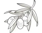 Olive Leaf