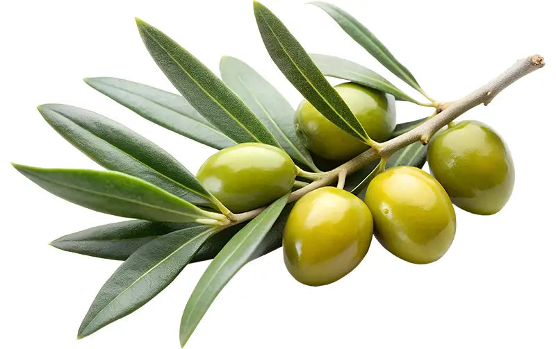 Olive Leaf