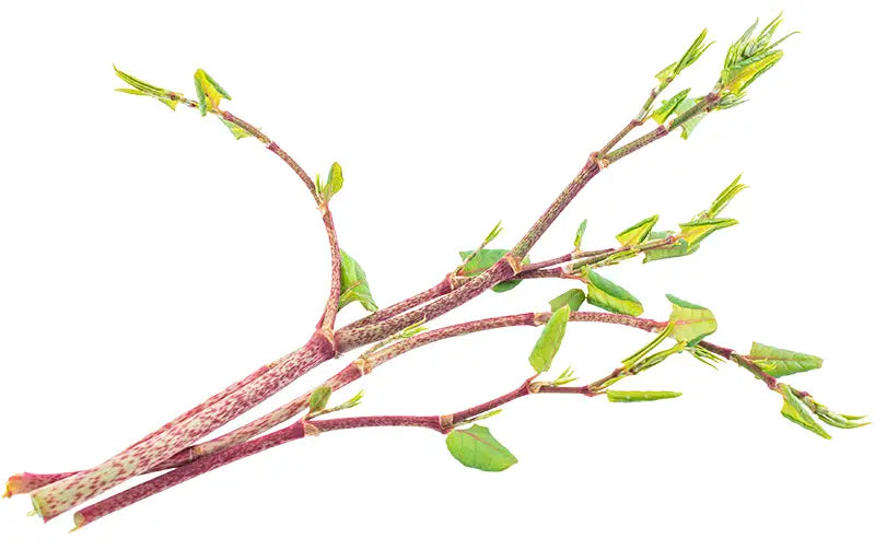Giant Japanese Knotweed